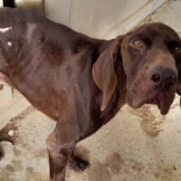 Taxus magnifique braque allemand chocolat, 9 ans #4