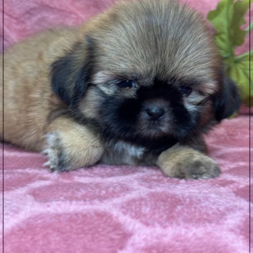A réserver, cooper, mâle type shih tzu fauve uni #1