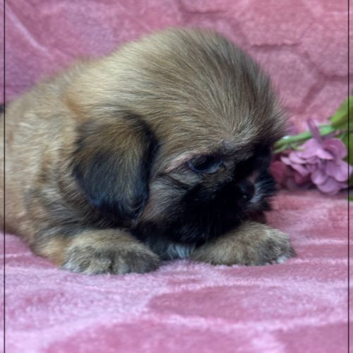 A réserver, cooper, mâle type shih tzu fauve uni #2