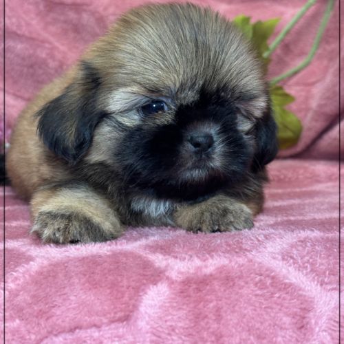 A réserver, cooper, mâle type shih tzu fauve uni #0