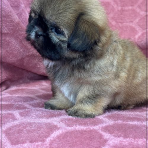A réserver, cooper, mâle type shih tzu fauve uni #4