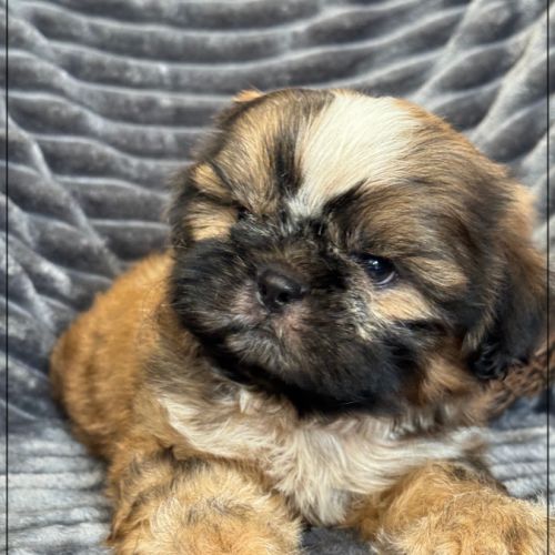 A réserver, willy, mâle type shih tzu #1