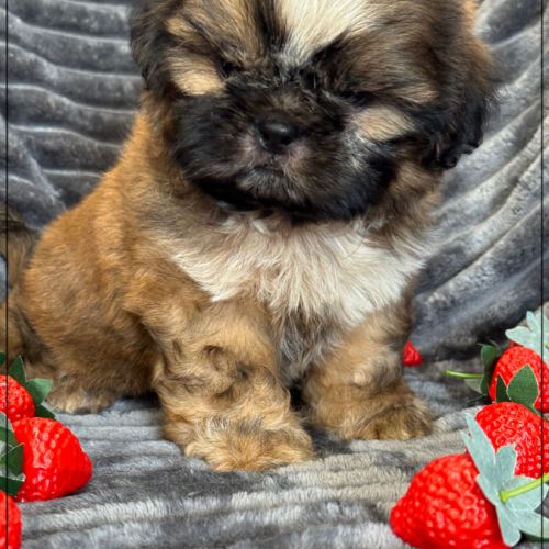 A réserver, willy, mâle type shih tzu #0