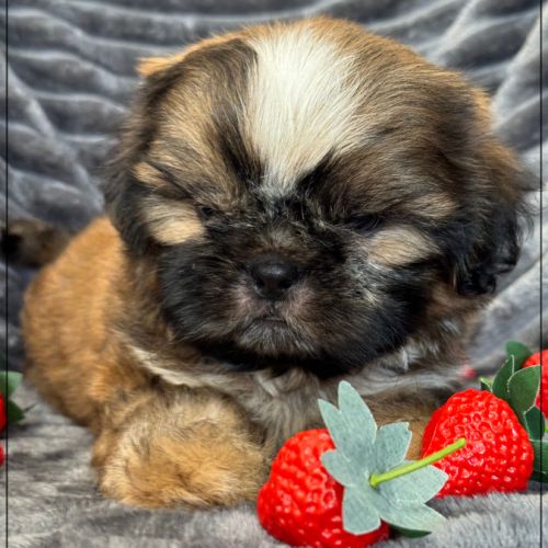 A réserver, willy, mâle type shih tzu #4