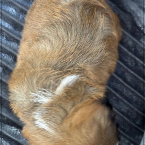 A réserver, willy, mâle type shih tzu #5