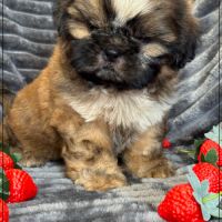 A réserver, willy, mâle type shih tzu