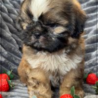 A réserver, willy, mâle type shih tzu #3