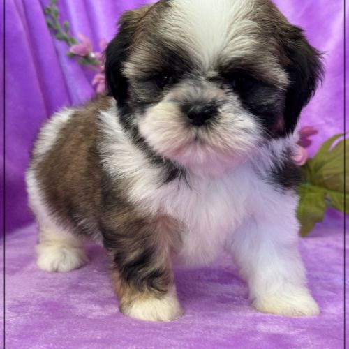 A réserver, agata, femelle  shihtzu lof #1