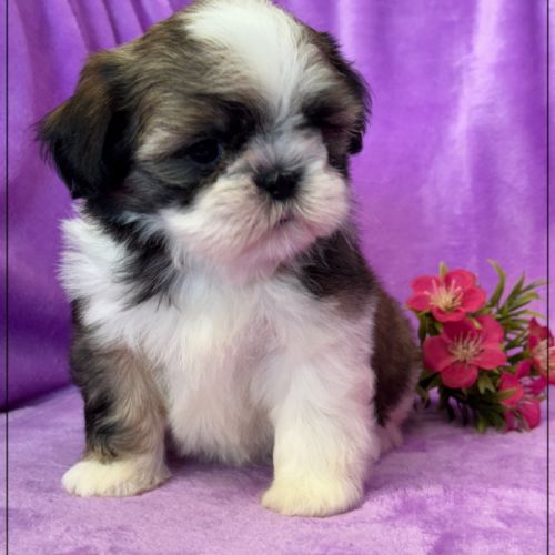 A réserver, agata, femelle  shihtzu lof #2