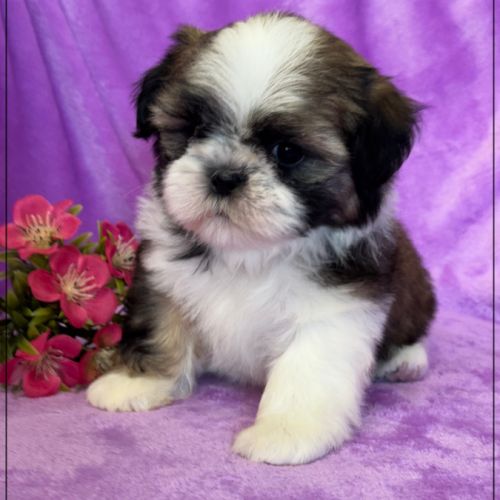 A réserver, agata, femelle  shihtzu lof #0