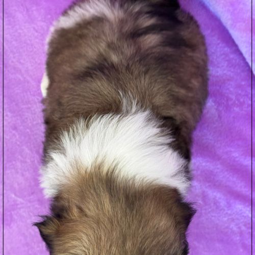 A réserver, agata, femelle  shihtzu lof #5