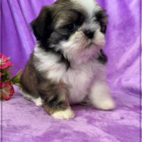 A réserver, agata, femelle  shihtzu lof #3