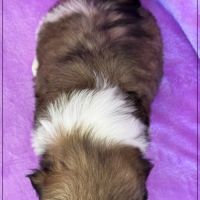 A réserver, agata, femelle  shihtzu lof #5