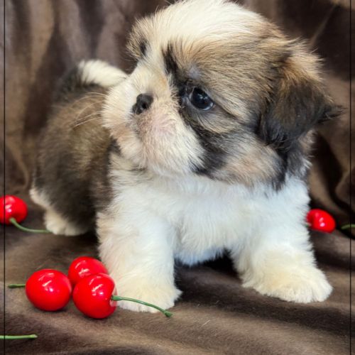 A réserver, azur, femelle  shih tzu lof #3