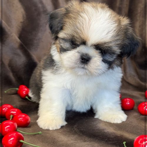 A réserver, azur, femelle  shih tzu lof #4