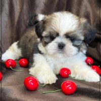 A réserver, azur, femelle  shih tzu lof