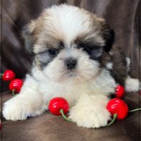 A réserver, azur, femelle  shih tzu lof #2