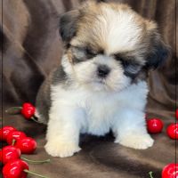A réserver, azur, femelle  shih tzu lof #4