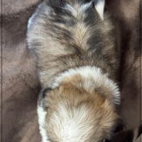 A réserver, azur, femelle  shih tzu lof #5