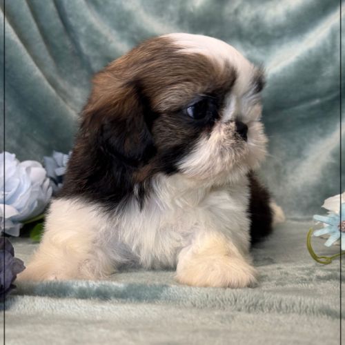 A réserver, arthur, mâle shih tzu lof #1