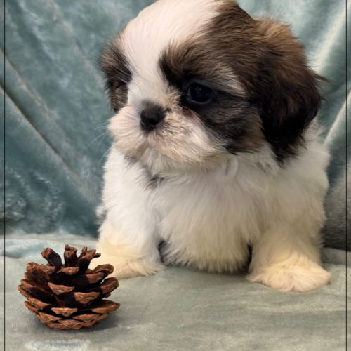 A réserver, arthur, mâle shih tzu lof #2