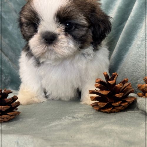 A réserver, arthur, mâle shih tzu lof #0