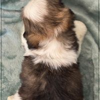 A réserver, arthur, mâle shih tzu lof #5