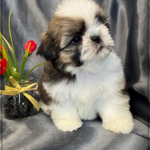 A réserver, anatole, superbe mâle shih tzu lof #2