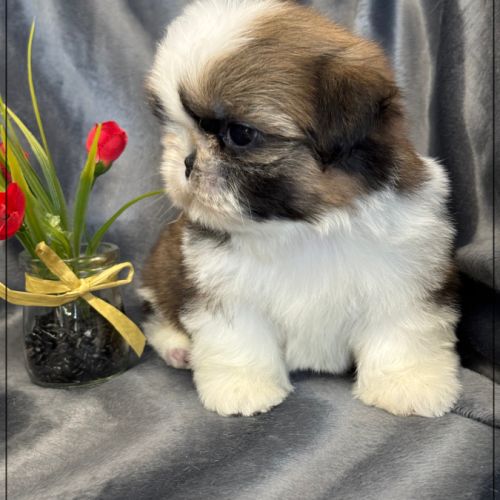 A réserver, anatole, superbe mâle shih tzu lof #3