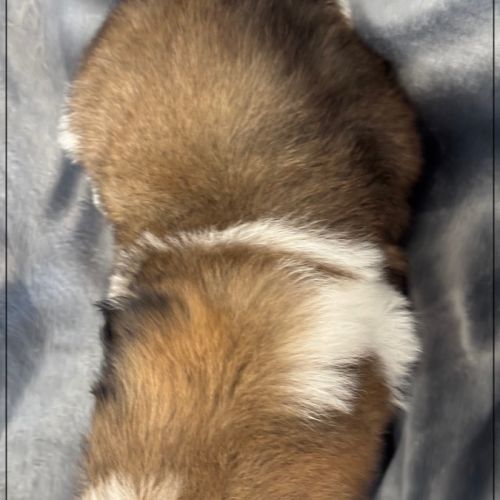 A réserver, anatole, superbe mâle shih tzu lof #5