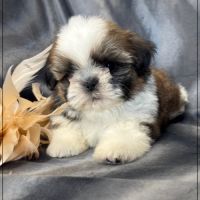 A réserver, anatole, superbe mâle shih tzu lof #1