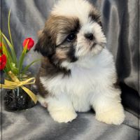 A réserver, anatole, superbe mâle shih tzu lof #2