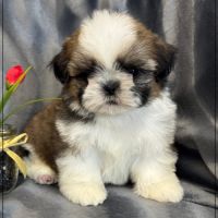 A réserver, anatole, superbe mâle shih tzu lof #0