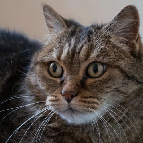 Luna - chat 13 ans à adopter #2