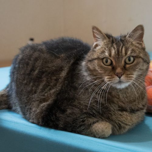 Luna - chat 13 ans à adopter #3