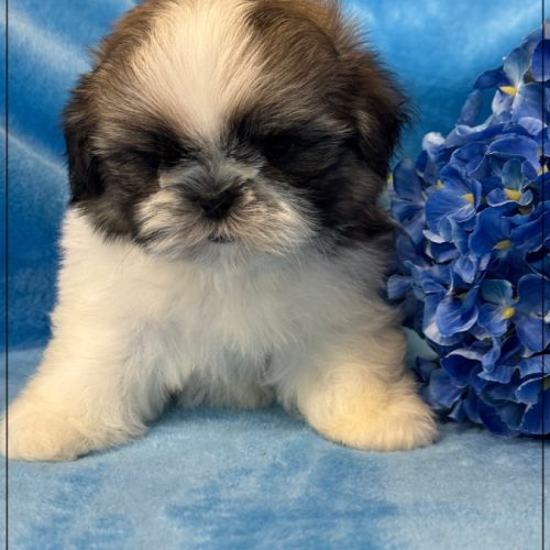 A réserver, alfred, mâle shih tzu lof #1