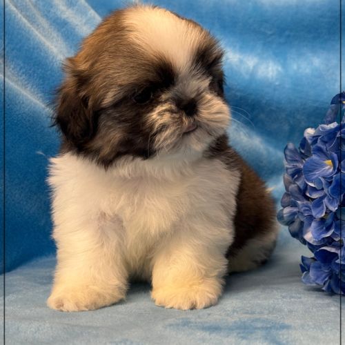 A réserver, alfred, mâle shih tzu lof
