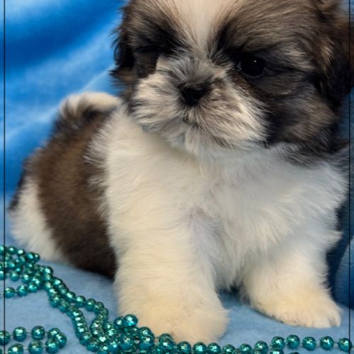 A réserver, alfred, mâle shih tzu lof #4