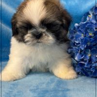 A réserver, alfred, mâle shih tzu lof #1