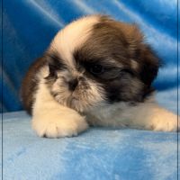 A réserver, alfred, mâle shih tzu lof #2