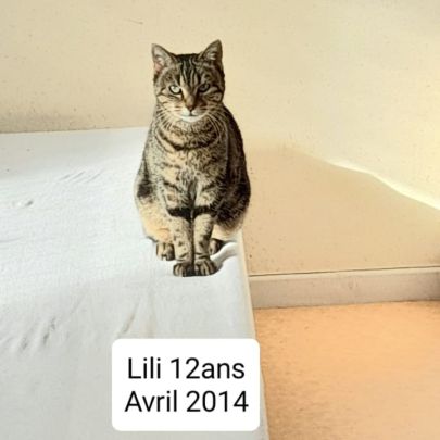 Lili - chat 12 ans à adopter #0