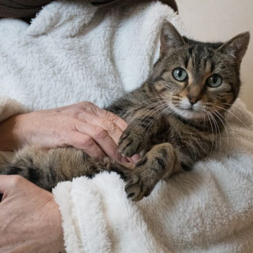 Lili - chat 12 ans à adopter #2