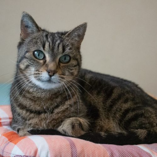 Lili - chat 12 ans à adopter #3