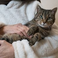 Lili - chat 12 ans à adopter #2