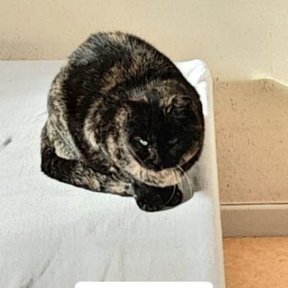 Lulu - chat 13 ans à adopter #1