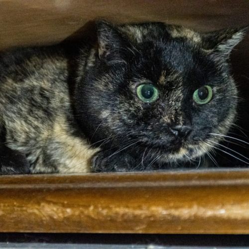 Lulu - chat 13 ans à adopter #2