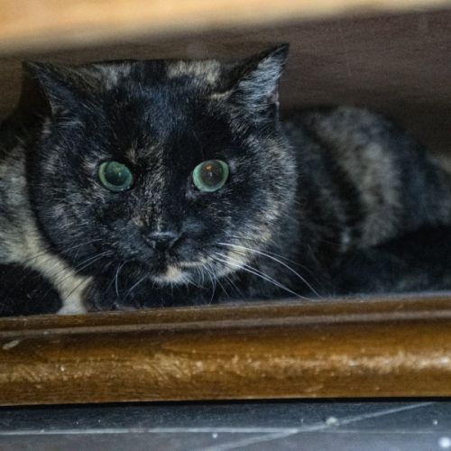 Lulu - chat 13 ans à adopter #0