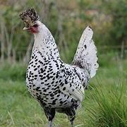 Oeuf fécondé, poussin , poule, coq appenzelloise #0