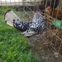 Oeuf fécondé, poussin , poule, coq appenzelloise #3