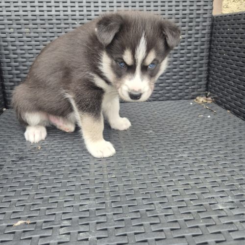 Magnifiques chiots husky lof #1